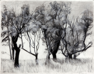 Collection of trees (2015)